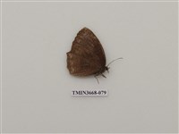 藏品(蛺蝶科(2))的圖片